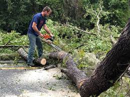 How Our Tree Care Process Works  in  Bear, DE