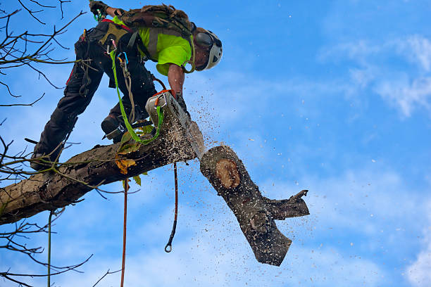 Professional Tree Removal Services in Bear, DE